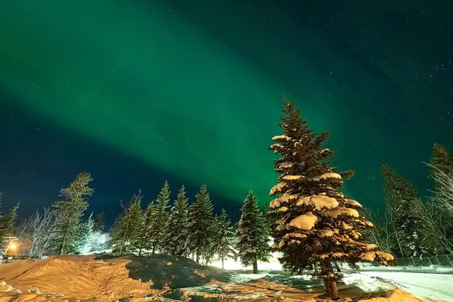 Northern lights over snowy spruce trees