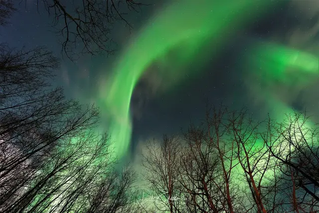 Northern lights over the boreal forest